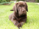 Labrador - čokoládové 2-mesačné šteniatko Amadeo 